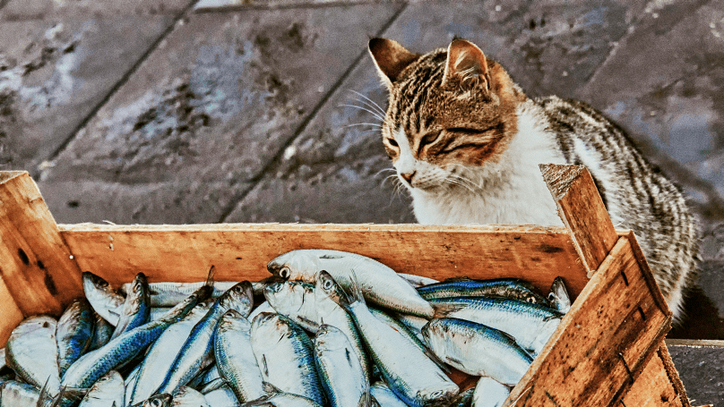 Ing Email Phishing video Ing Email Phishing video